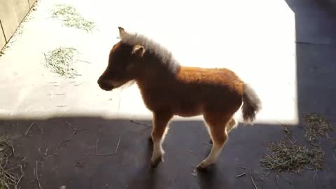 Baby miniature horse chasing him