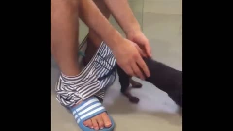 Cute puppies doing funny things in the wash room