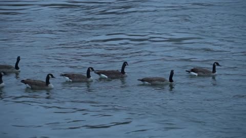Group of Canadian Goose Gooses Ducks Birds Swimming on the river in New York City Americans