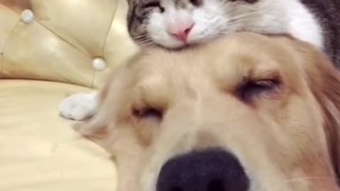 Gentle Golden Retriever Adorers Cat Best Friends Newborn Kittens❤️❤️
