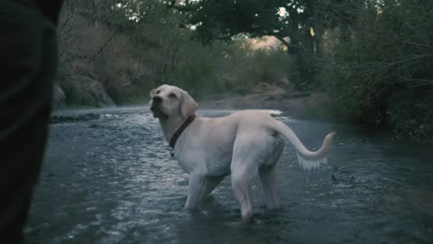 Anjing menangkap bola di sungai