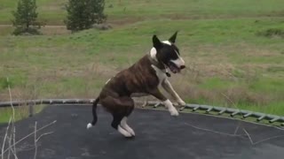 Bull Terrier Merrily Jumps On Trampoline