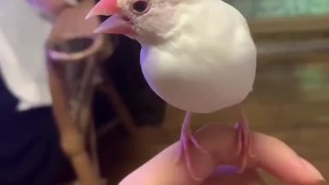 funny bird