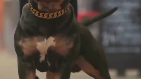 America's Most Dangerous Dog Doggy Pitbull Most Dangerous Dog.