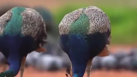 Beautiful birds, beautiful peacock and the soul touching sounds of brids