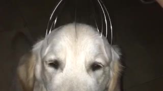 Labrador purple head massage