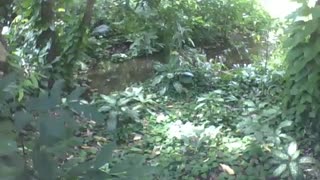 In the middle of the forest in the park, there is a small river around the trees [Nature & Animals]