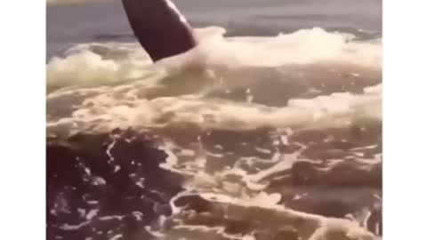 Huge whale sounding comes ur soul out