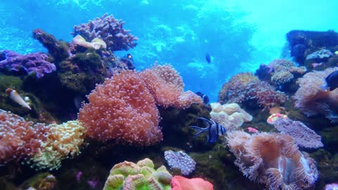 Great Barrier Reef/Nemo