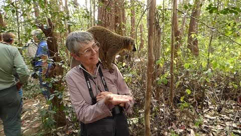 Feeding a Brown Lemur on Lemur Island in Madagascar