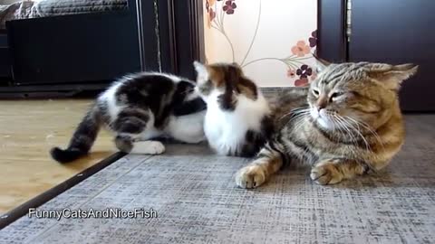 Funny Cats and Cute Kittens Playing Compilation for laugh