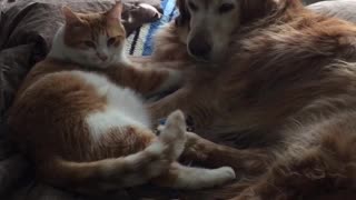 Dog and cat sitting comfortably