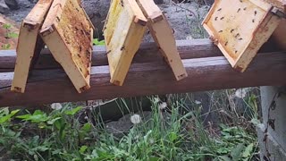 Bees cleaning!