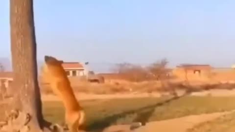 While training two dogs, see how they hit the ball on a tall tree