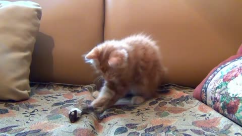 Red kitten is playing!)))