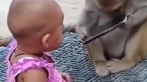 Duel : Thieving monkey funny