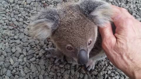 Koala baby rescue-11