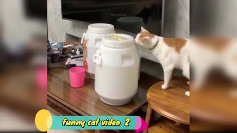 Funny cat video 2