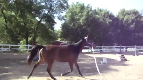 Lunging Reading Body Language Horse & Rider