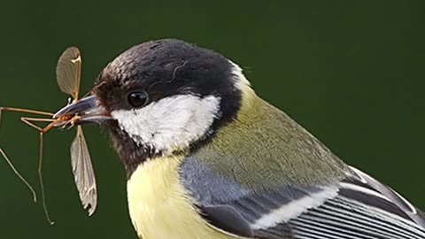 Great tit(bird)s