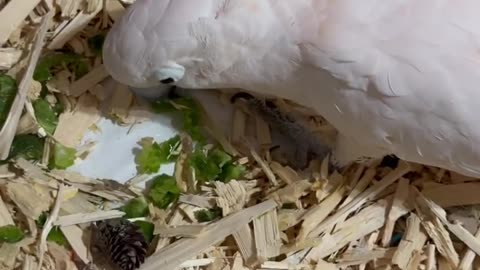 Misha the Cockatoo's Hilarious Cleaning Adventure! 🧹✨