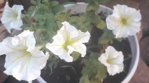 White petunias