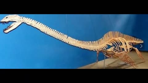 Plesiosaur Tooth Marine Reptile 1.5 Inches Long