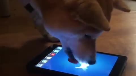 dog is using mobile