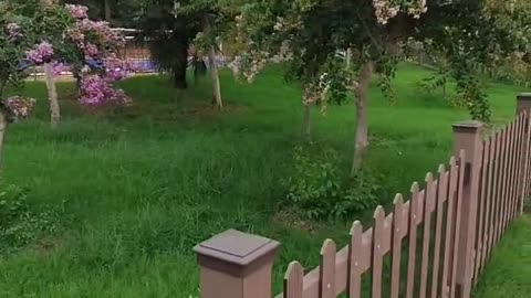 A small garden of a villa; the plants are well grown here