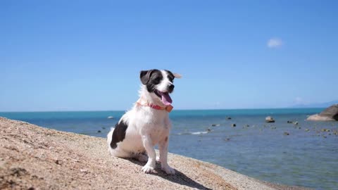 Beautiful Dog by the Sea at Beach