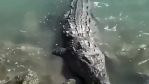 crocodile attack - pigeon capture