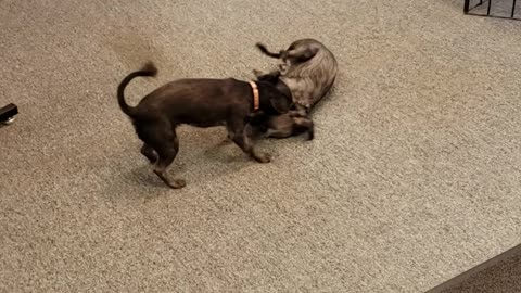Twin puppies play-fighting
