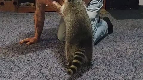 Farting Man Scares Away His Pet Raccoon During Playtime