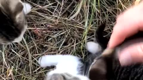 Ten Kittens Rescued Along Road