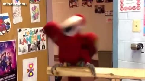 Funny PARROT Dancing Watch This