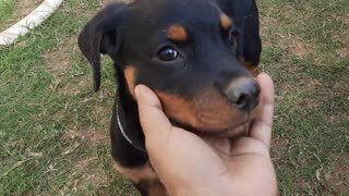 Rottweiler Puppy playing