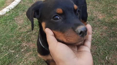 Rottweiler Puppy playing