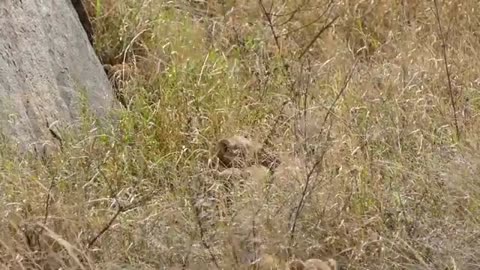 The family of a lion