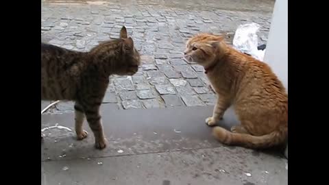 Real cat fighting