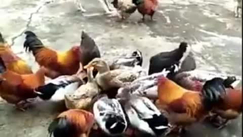 Funny Dog Fight Vedios