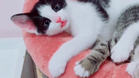 Cute cat 🐱🐱🐱