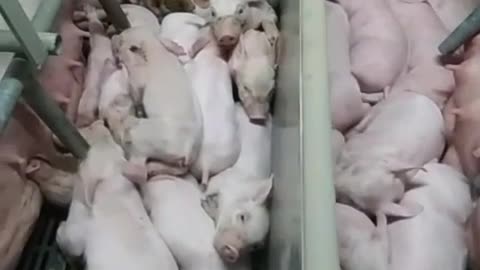 Cute piglets