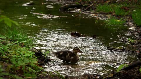 Little Baby Ducks In Creek