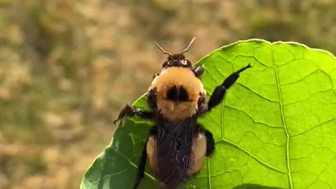 Woman saves chubby bee from not being stepped on