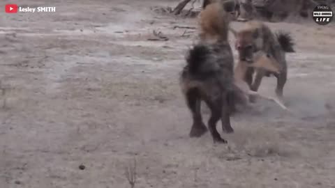 15 Moments Wild Dogs And Hyenas Clash To The Death | Wild Animal Life