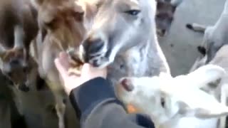 Kangeroos Eating from the Hand