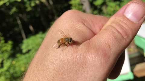 Bee on Charlie's hand