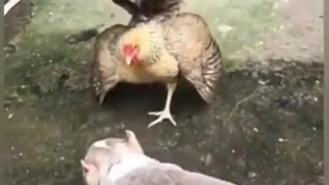 Funny Dog & Chicken Fight Video 🐶🐤