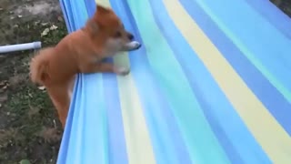 Dog Puts Up A Desperate Struggle To Relax On The Hammock