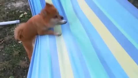 Dog Puts Up A Desperate Struggle To Relax On The Hammock